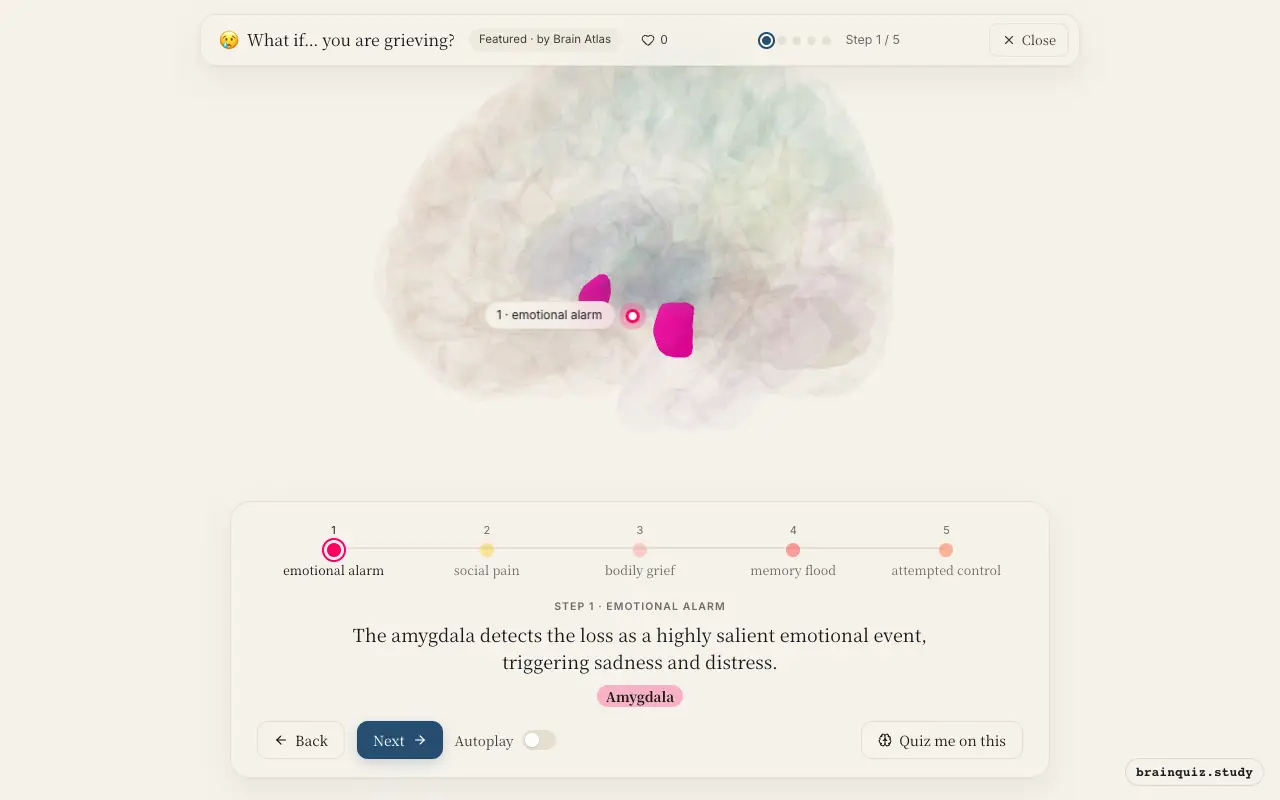 Step 1 of what happens in your brain when you are grieving: Amygdala lit on the Brain Atlas 3D brain