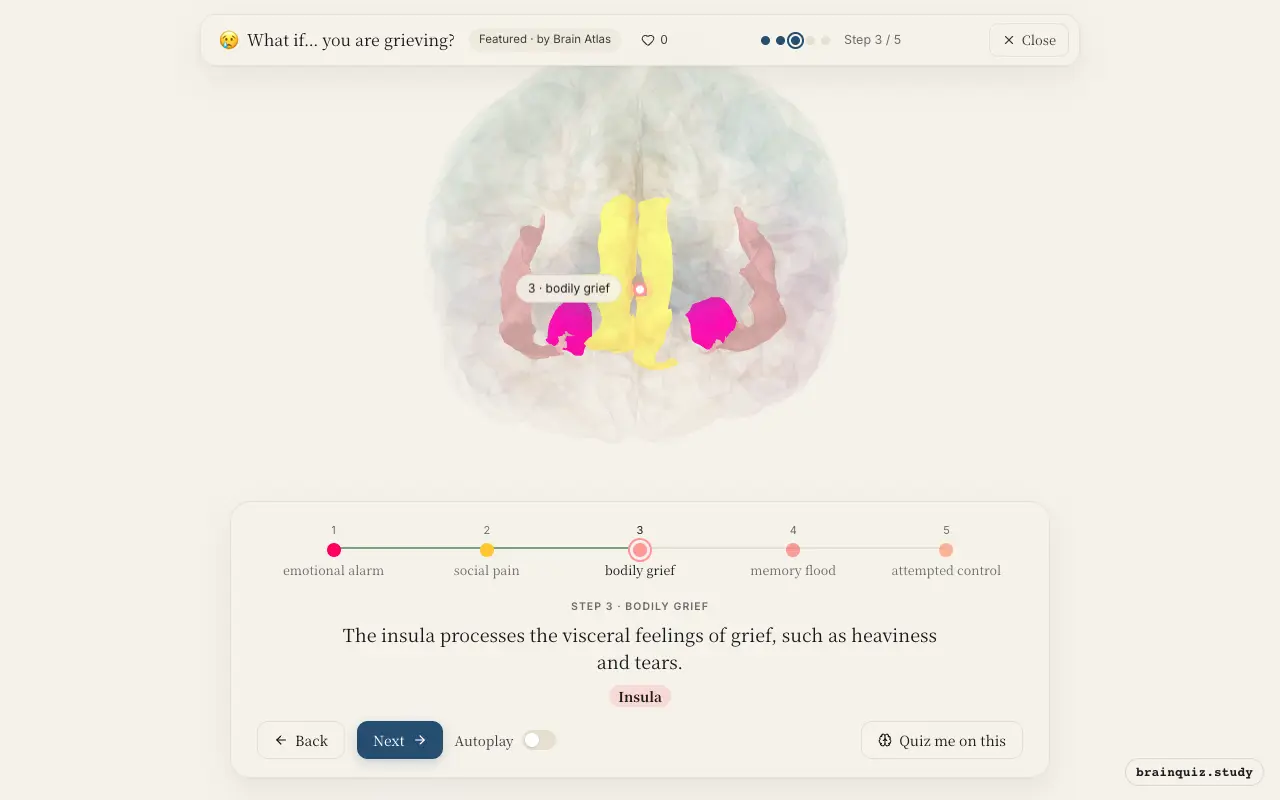 Step 3 of what happens in your brain when you are grieving: Amygdala, Anterior Cingulate Cortex, Insula lit on the Brain Atlas 3D brain
