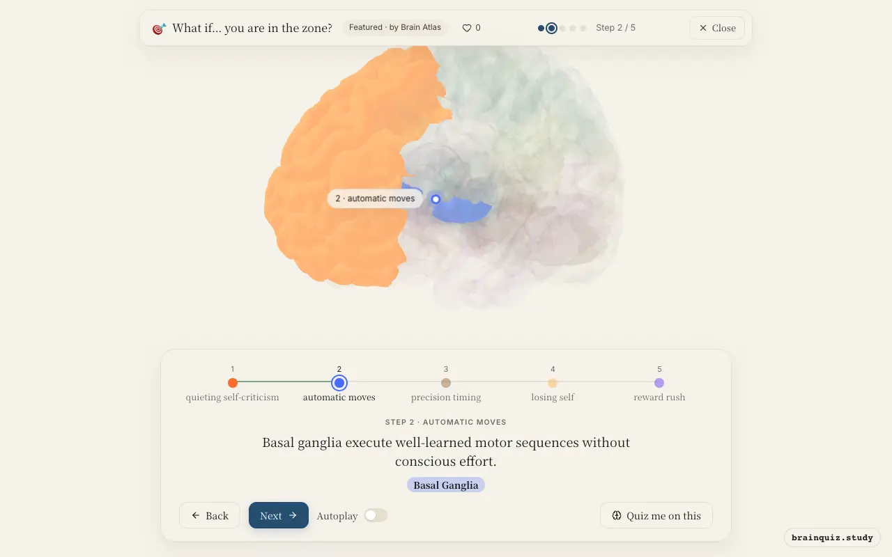 Step 2 of what happens in your brain when you are in the zone: Prefrontal Cortex, Basal Ganglia lit on the Brain Atlas 3D brain