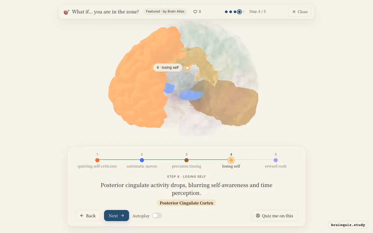 Step 4 of what happens in your brain when you are in the zone: Prefrontal Cortex, Basal Ganglia, Cerebellum, Posterior Cingulate Cortex lit on the Brain Atlas 3D brain