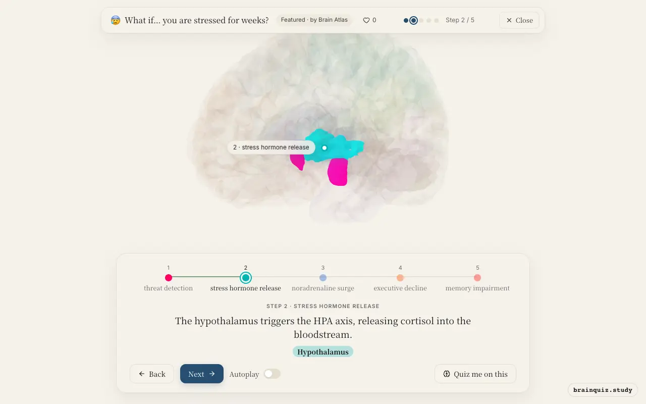 Step 2 of what happens in your brain when you are stressed for weeks: Amygdala, Hypothalamus lit on the Brain Atlas 3D brain