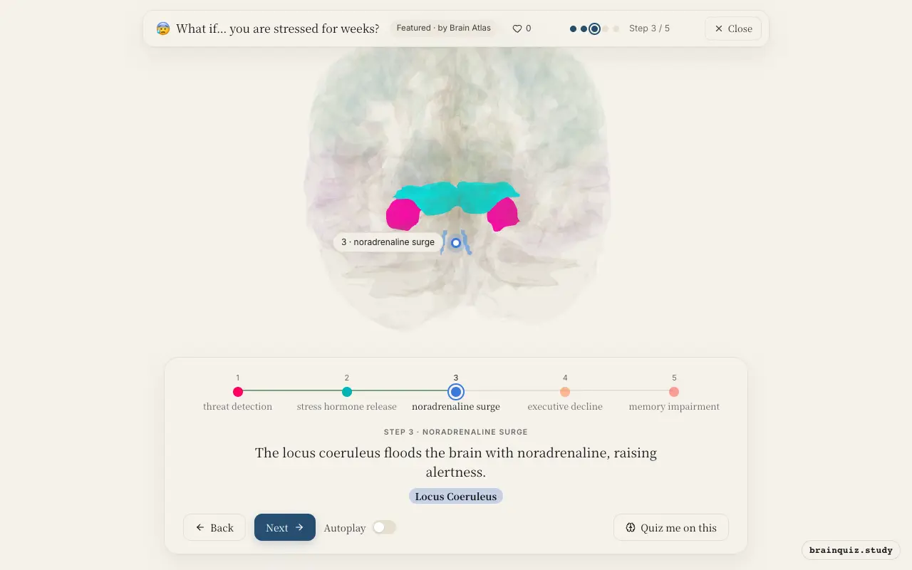 Step 3 of what happens in your brain when you are stressed for weeks: Amygdala, Hypothalamus, Locus Coeruleus lit on the Brain Atlas 3D brain