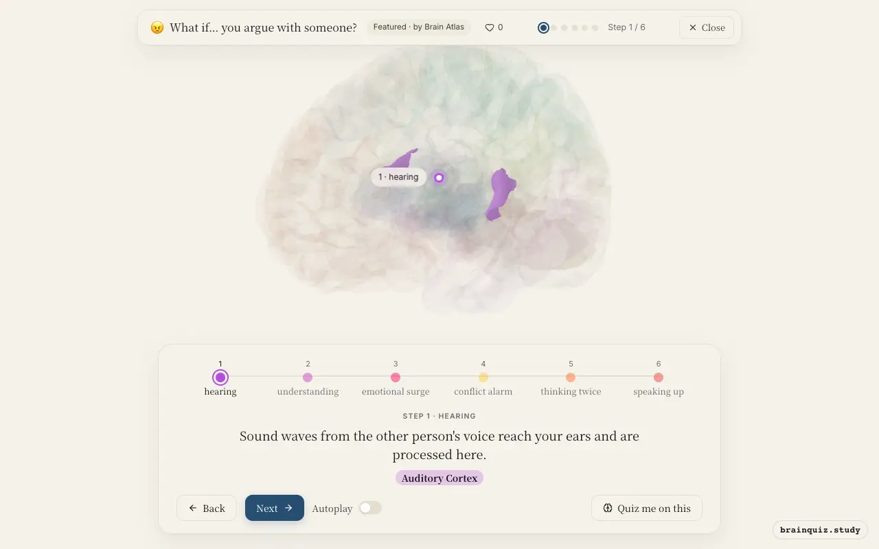 Step 1 of what happens in your brain when you argue with someone: Auditory Cortex lit on the Brain Atlas 3D brain