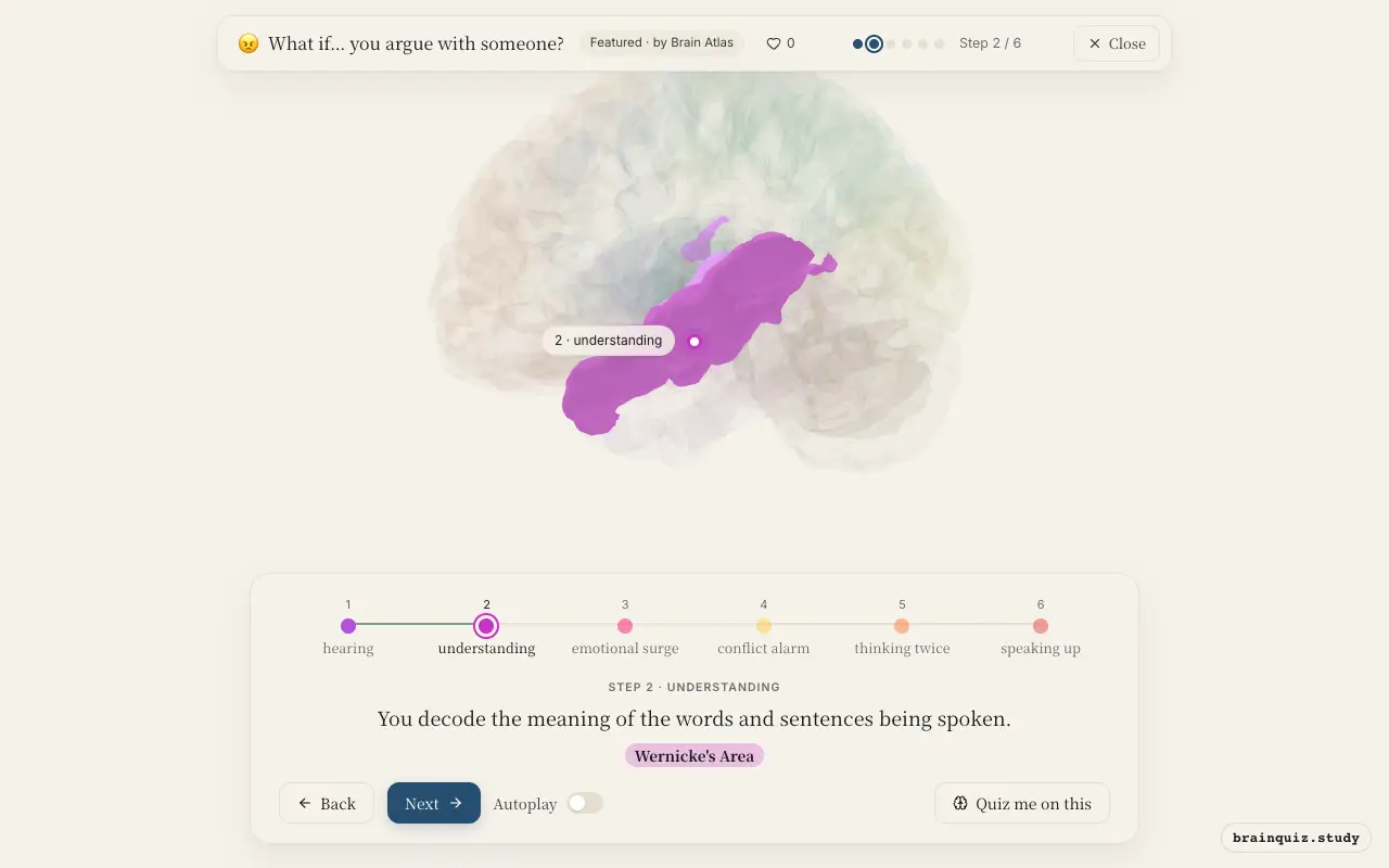 Step 2 of what happens in your brain when you argue with someone: Auditory Cortex, Wernicke's Area lit on the Brain Atlas 3D brain