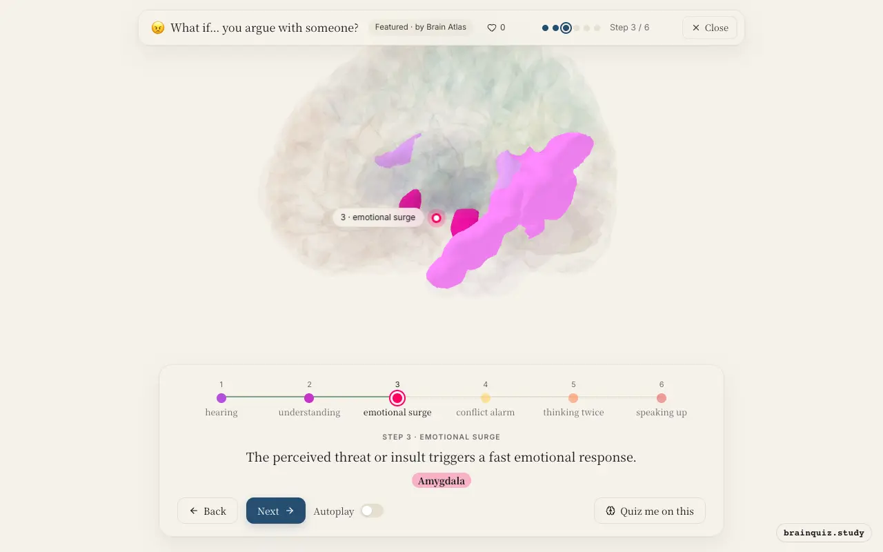 Step 3 of what happens in your brain when you argue with someone: Auditory Cortex, Wernicke's Area, Amygdala lit on the Brain Atlas 3D brain