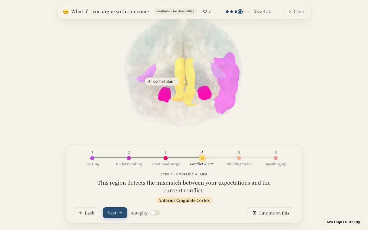 Step 4 of what happens in your brain when you argue with someone: Auditory Cortex, Wernicke's Area, Amygdala, Anterior Cingulate Cortex lit on the Brain Atlas 3D brain