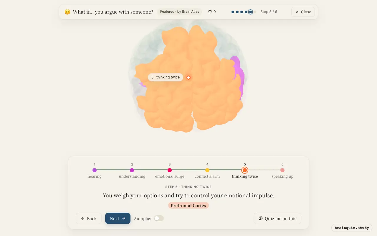 Step 5 of what happens in your brain when you argue with someone: Auditory Cortex, Wernicke's Area, Amygdala, Anterior Cingulate Cortex, Prefrontal Cortex lit on the Brain Atlas 3D brain