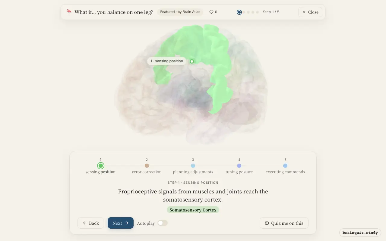 Step 1 of what happens in your brain when you balance on one leg: Somatosensory Cortex lit on the Brain Atlas 3D brain