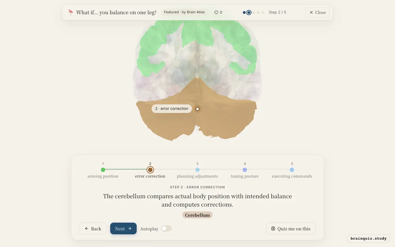 Step 2 of what happens in your brain when you balance on one leg: Somatosensory Cortex, Cerebellum lit on the Brain Atlas 3D brain