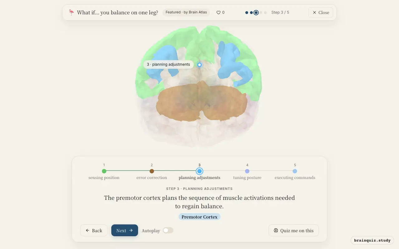 Step 3 of what happens in your brain when you balance on one leg: Somatosensory Cortex, Cerebellum, Premotor Cortex lit on the Brain Atlas 3D brain