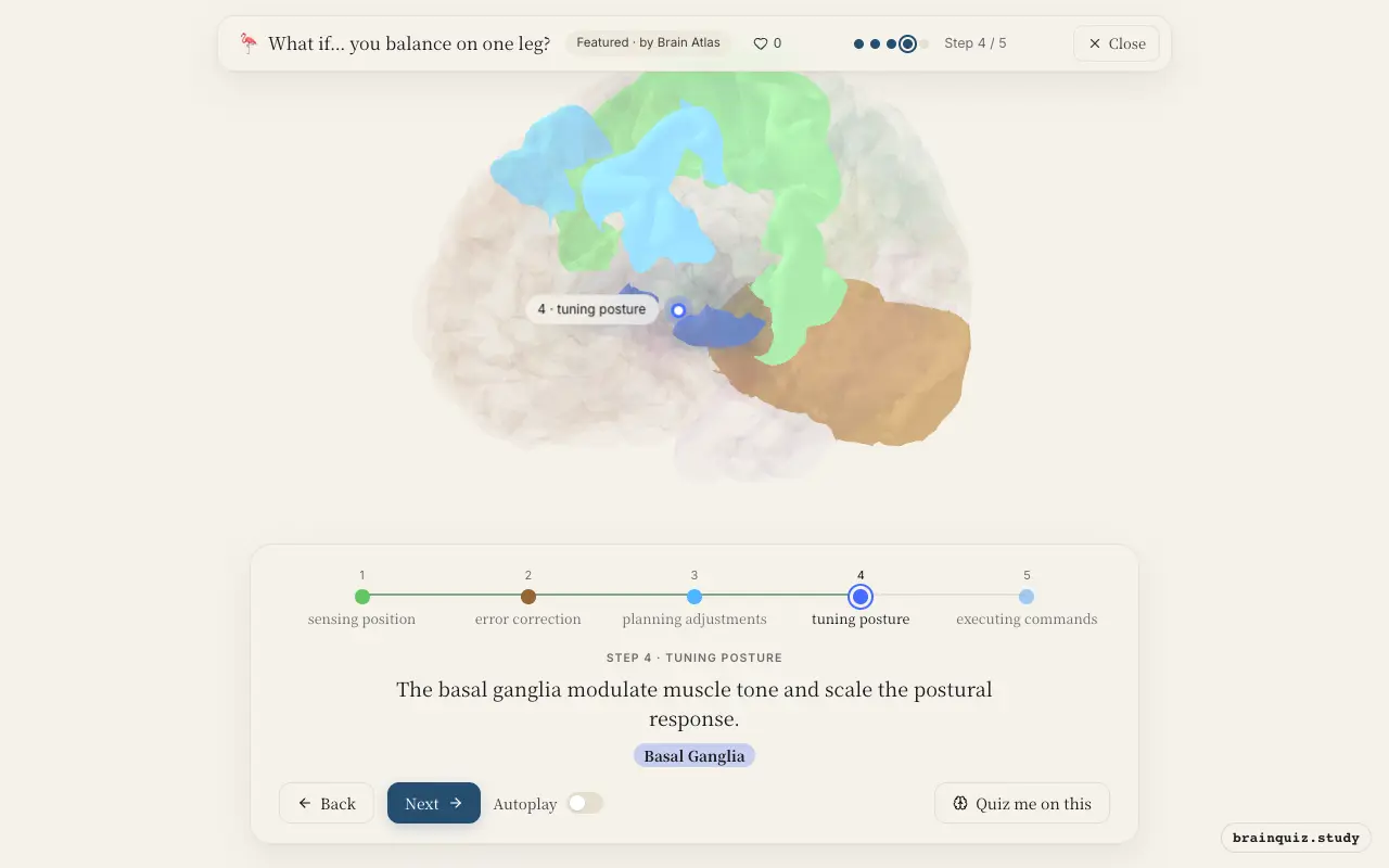 Step 4 of what happens in your brain when you balance on one leg: Somatosensory Cortex, Cerebellum, Premotor Cortex, Basal Ganglia lit on the Brain Atlas 3D brain