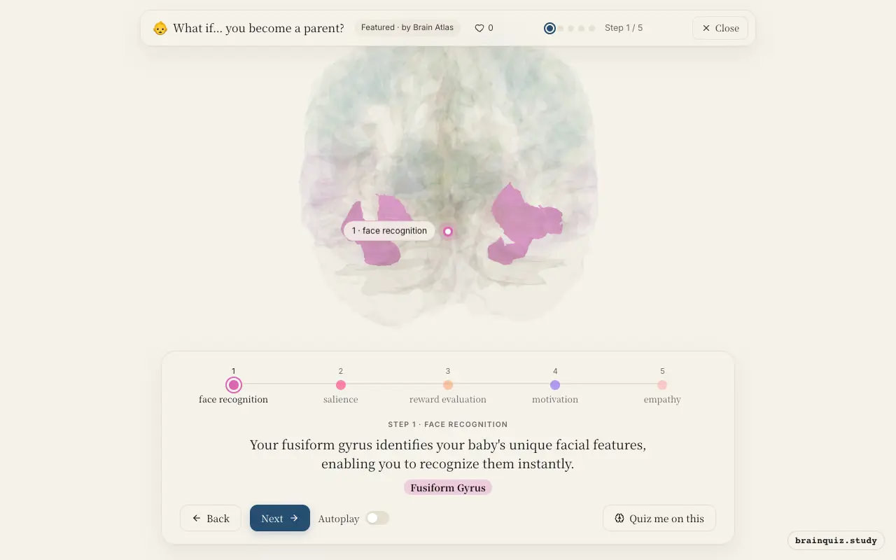 Step 1 of what happens in your brain when you become a parent: Fusiform Gyrus lit on the Brain Atlas 3D brain