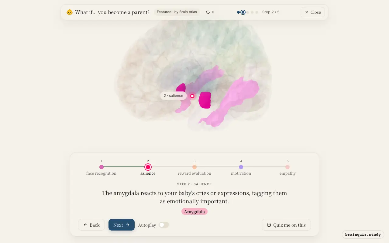 Step 2 of what happens in your brain when you become a parent: Fusiform Gyrus, Amygdala lit on the Brain Atlas 3D brain