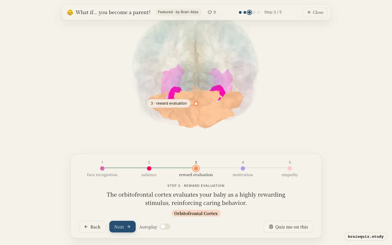 Step 3 of what happens in your brain when you become a parent: Fusiform Gyrus, Amygdala, Orbitofrontal Cortex lit on the Brain Atlas 3D brain