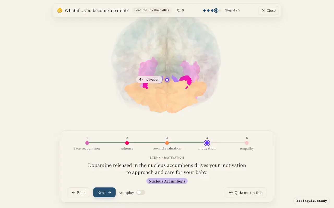 Step 4 of what happens in your brain when you become a parent: Fusiform Gyrus, Amygdala, Orbitofrontal Cortex, Nucleus Accumbens lit on the Brain Atlas 3D brain