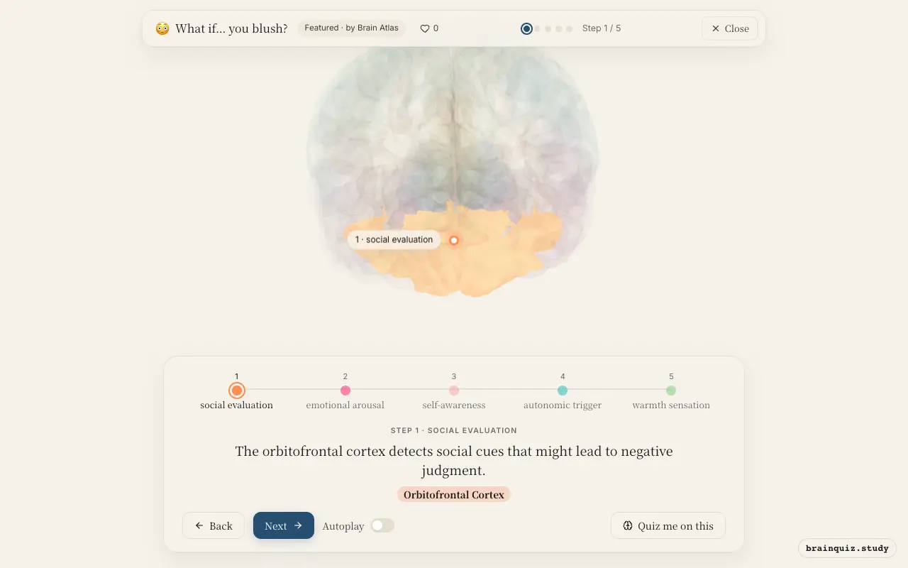 Step 1 of what happens in your brain when you blush: Orbitofrontal Cortex lit on the Brain Atlas 3D brain