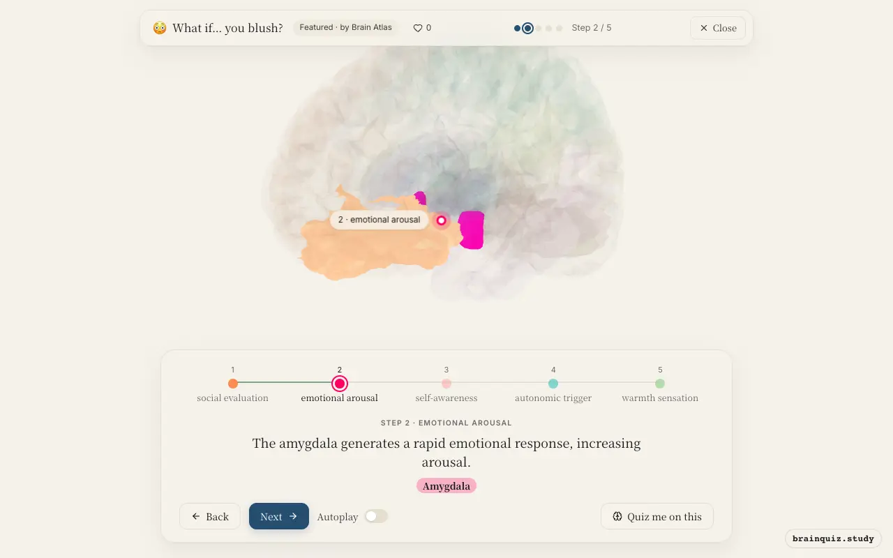 Step 2 of what happens in your brain when you blush: Orbitofrontal Cortex, Amygdala lit on the Brain Atlas 3D brain