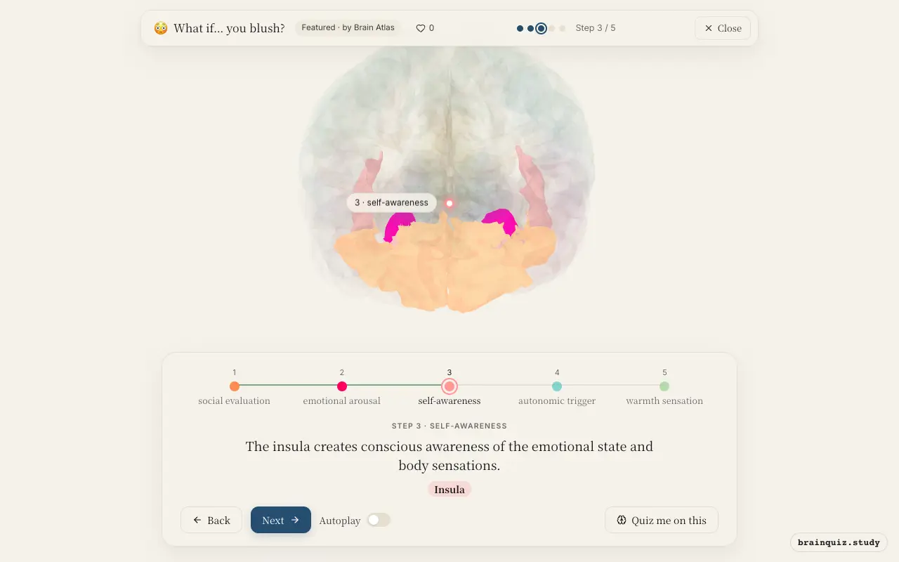 Step 3 of what happens in your brain when you blush: Orbitofrontal Cortex, Amygdala, Insula lit on the Brain Atlas 3D brain