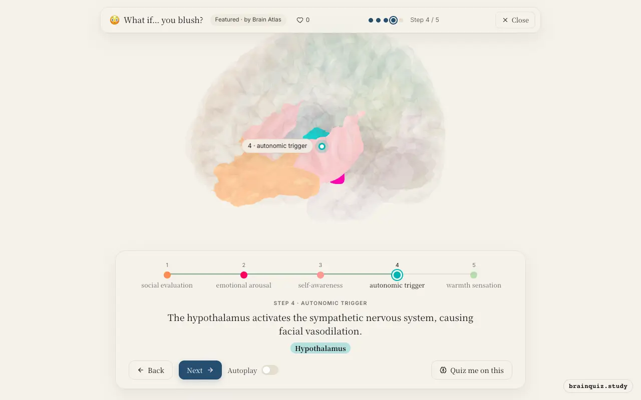Step 4 of what happens in your brain when you blush: Orbitofrontal Cortex, Amygdala, Insula, Hypothalamus lit on the Brain Atlas 3D brain