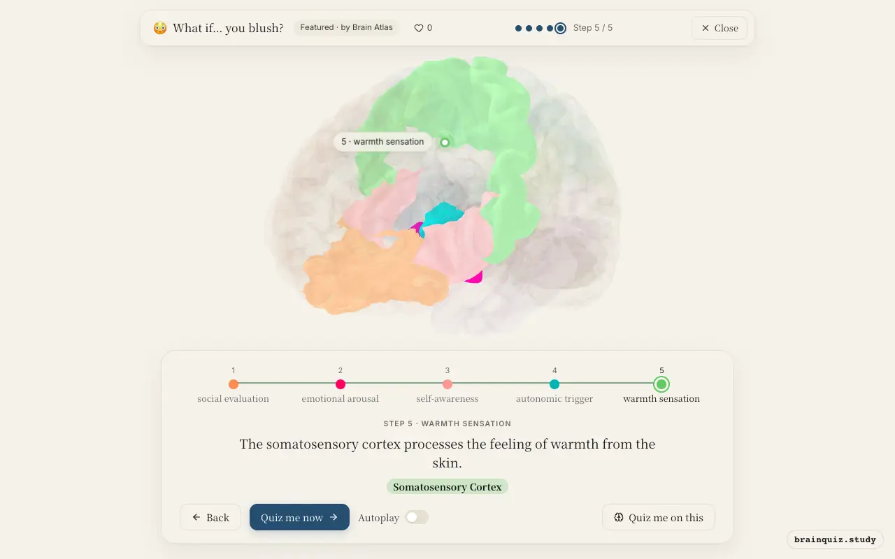 Orbitofrontal Cortex, Amygdala, Insula, Hypothalamus, Somatosensory Cortex lit up on the Brain Atlas 3D brain: what happens in your brain when you blush