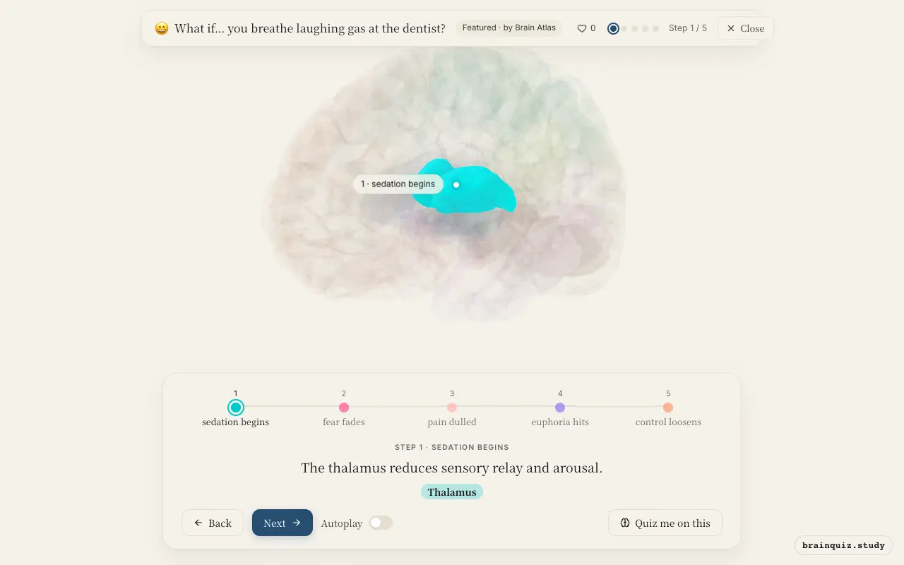 Step 1 of what happens in your brain when you breathe laughing gas at the dentist: Thalamus lit on the Brain Atlas 3D brain