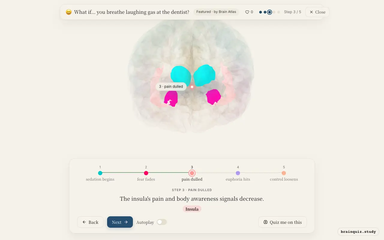 Step 3 of what happens in your brain when you breathe laughing gas at the dentist: Thalamus, Amygdala, Insula lit on the Brain Atlas 3D brain
