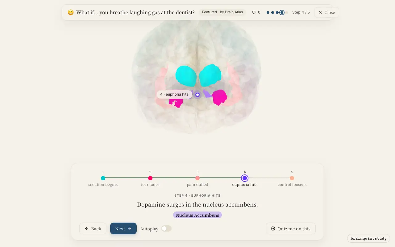 Step 4 of what happens in your brain when you breathe laughing gas at the dentist: Thalamus, Amygdala, Insula, Nucleus Accumbens lit on the Brain Atlas 3D brain