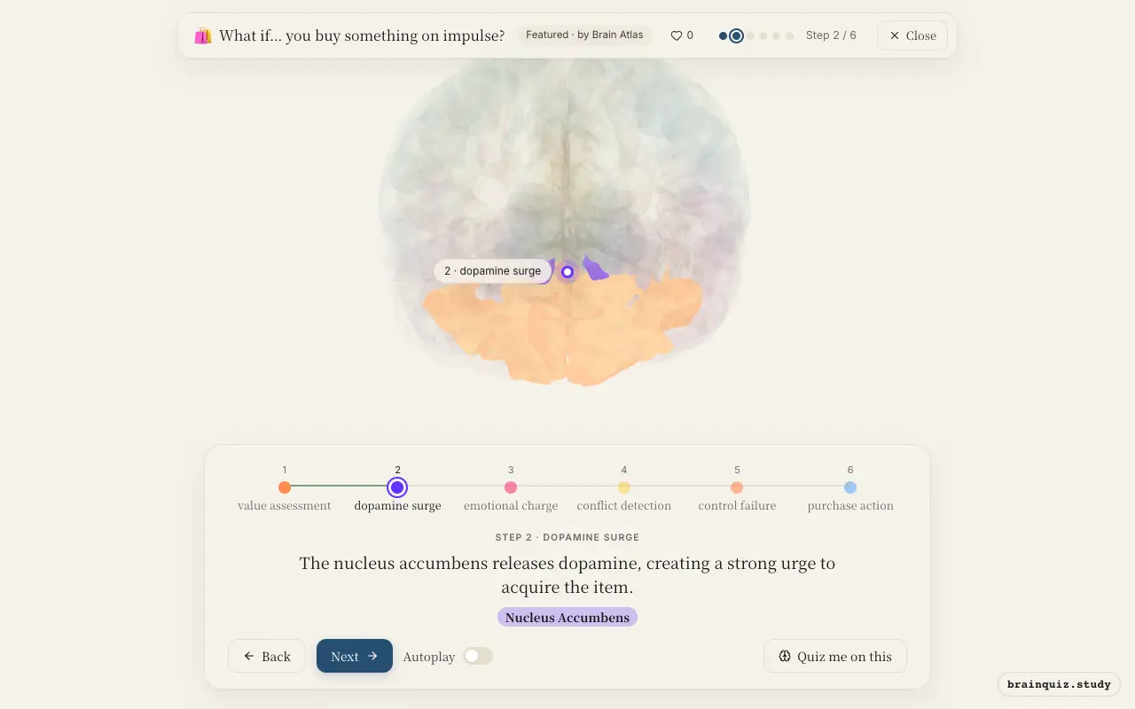 Step 2 of what happens in your brain when you buy something on impulse: Orbitofrontal Cortex, Nucleus Accumbens lit on the Brain Atlas 3D brain