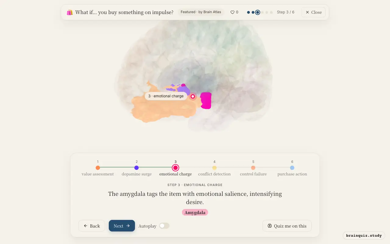 Step 3 of what happens in your brain when you buy something on impulse: Orbitofrontal Cortex, Nucleus Accumbens, Amygdala lit on the Brain Atlas 3D brain