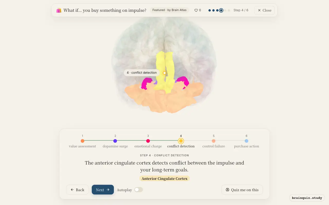 Step 4 of what happens in your brain when you buy something on impulse: Orbitofrontal Cortex, Nucleus Accumbens, Amygdala, Anterior Cingulate Cortex lit on the Brain Atlas 3D brain