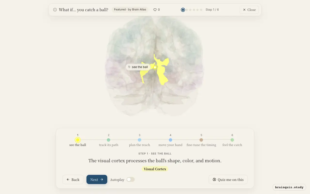 Step 1 of what happens in your brain when you catch a ball: Visual Cortex lit on the Brain Atlas 3D brain