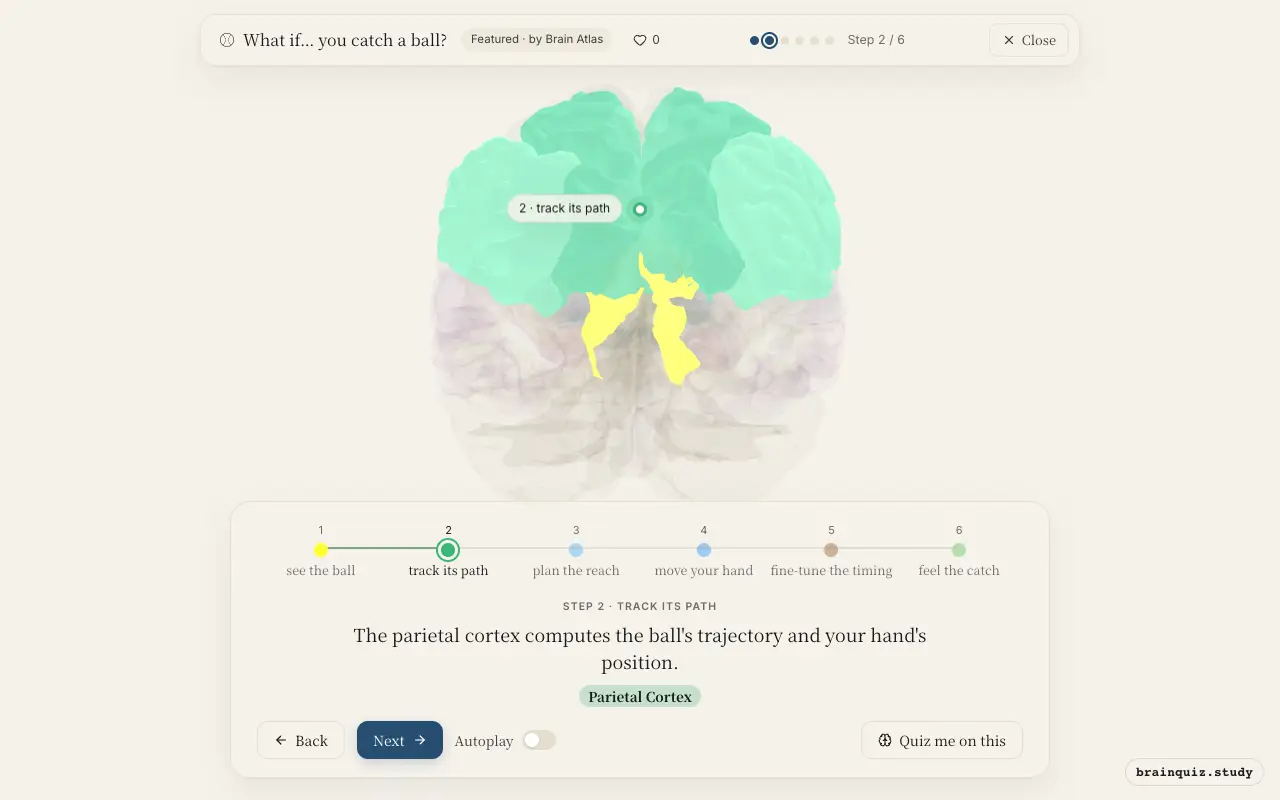 Step 2 of what happens in your brain when you catch a ball: Visual Cortex, Parietal Cortex lit on the Brain Atlas 3D brain
