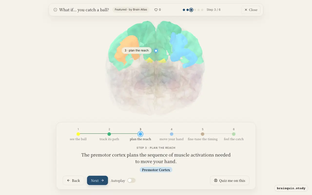 Step 3 of what happens in your brain when you catch a ball: Visual Cortex, Parietal Cortex, Premotor Cortex lit on the Brain Atlas 3D brain