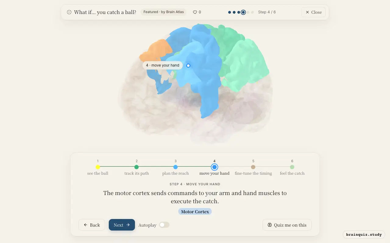 Step 4 of what happens in your brain when you catch a ball: Visual Cortex, Parietal Cortex, Premotor Cortex, Motor Cortex lit on the Brain Atlas 3D brain