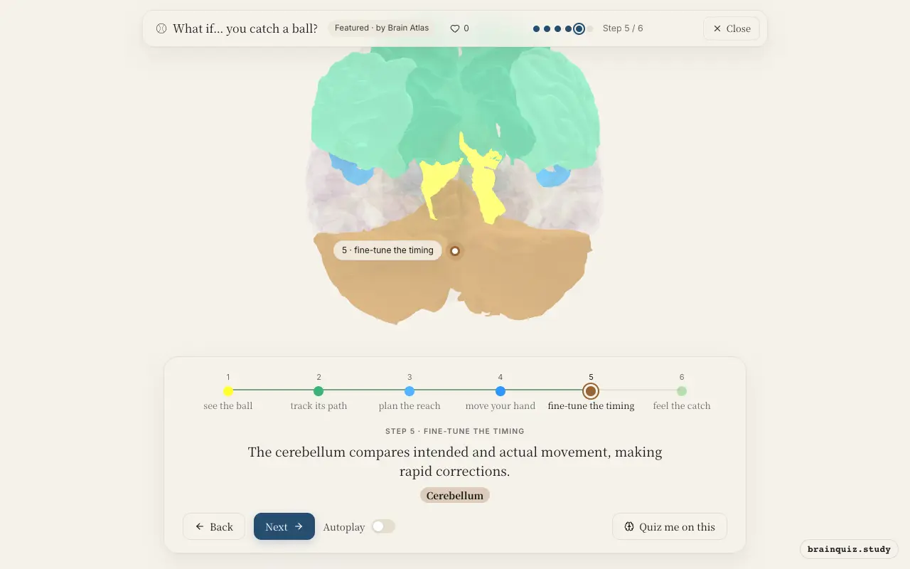 Step 5 of what happens in your brain when you catch a ball: Visual Cortex, Parietal Cortex, Premotor Cortex, Motor Cortex, Cerebellum lit on the Brain Atlas 3D brain