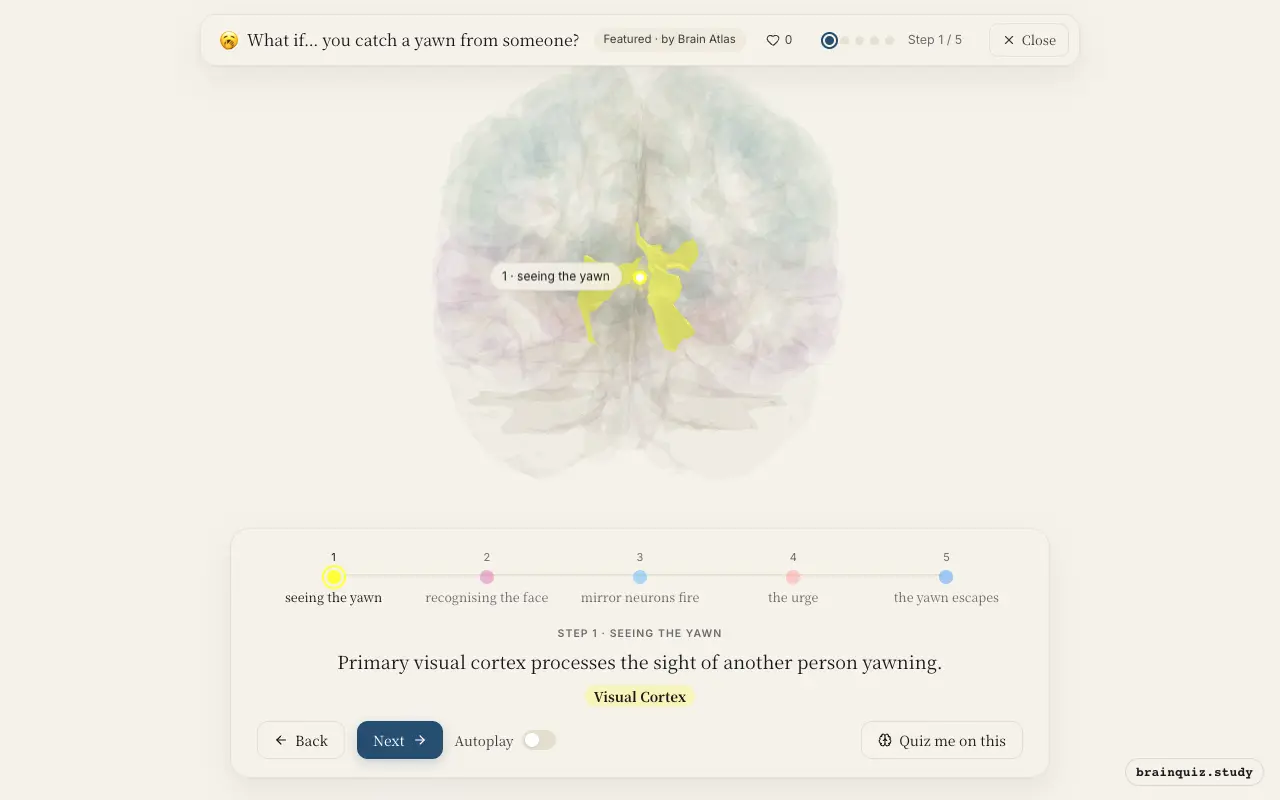 Step 1 of what happens in your brain when you catch a yawn from someone: Visual Cortex lit on the Brain Atlas 3D brain