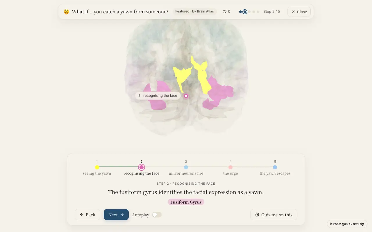 Step 2 of what happens in your brain when you catch a yawn from someone: Visual Cortex, Fusiform Gyrus lit on the Brain Atlas 3D brain