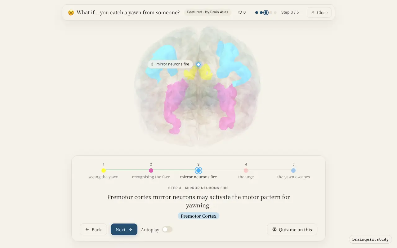 Step 3 of what happens in your brain when you catch a yawn from someone: Visual Cortex, Fusiform Gyrus, Premotor Cortex lit on the Brain Atlas 3D brain