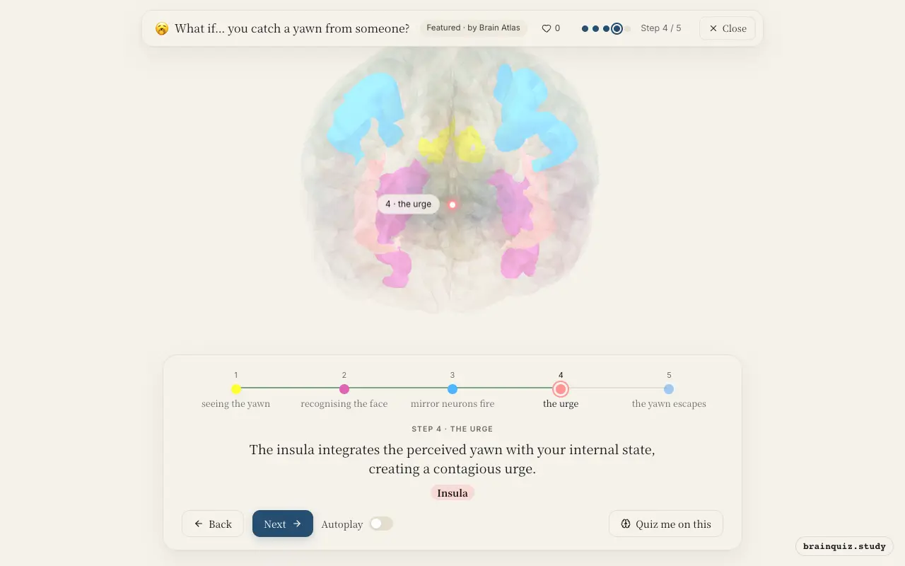 Step 4 of what happens in your brain when you catch a yawn from someone: Visual Cortex, Fusiform Gyrus, Premotor Cortex, Insula lit on the Brain Atlas 3D brain
