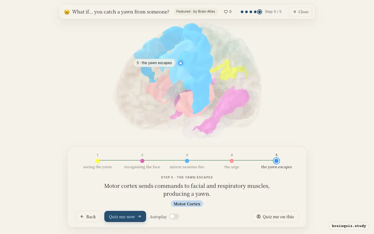 Visual Cortex, Fusiform Gyrus, Premotor Cortex, Insula, Motor Cortex lit up on the Brain Atlas 3D brain: what happens in your brain when you catch a yawn from someone