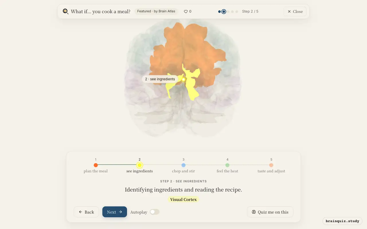 Step 2 of what happens in your brain when you cook a meal: Prefrontal Cortex, Visual Cortex lit on the Brain Atlas 3D brain