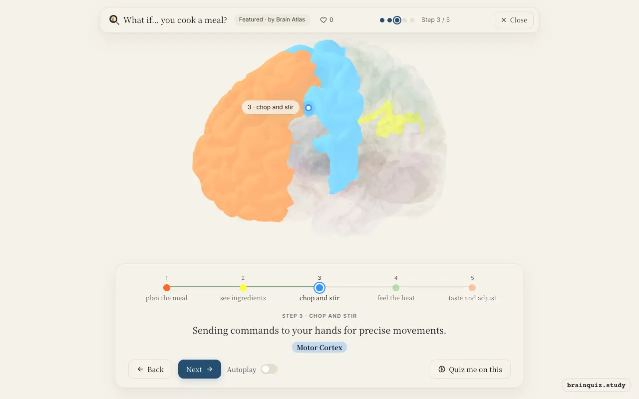 Step 3 of what happens in your brain when you cook a meal: Prefrontal Cortex, Visual Cortex, Motor Cortex lit on the Brain Atlas 3D brain