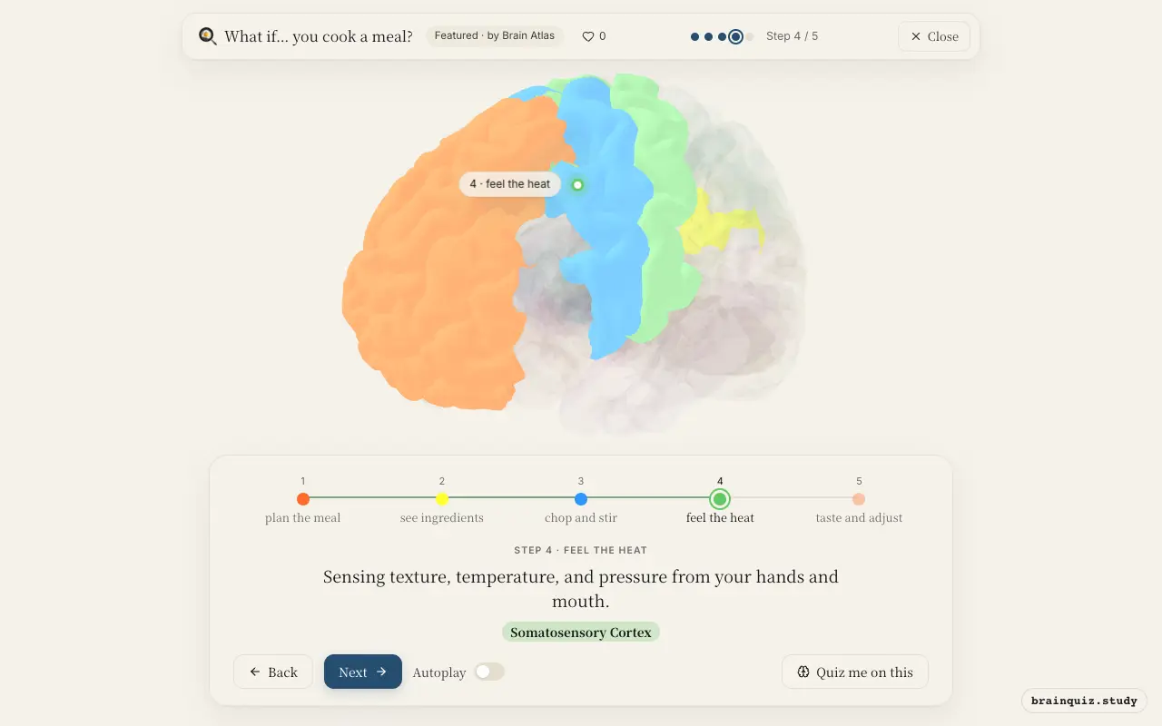 Step 4 of what happens in your brain when you cook a meal: Prefrontal Cortex, Visual Cortex, Motor Cortex, Somatosensory Cortex lit on the Brain Atlas 3D brain