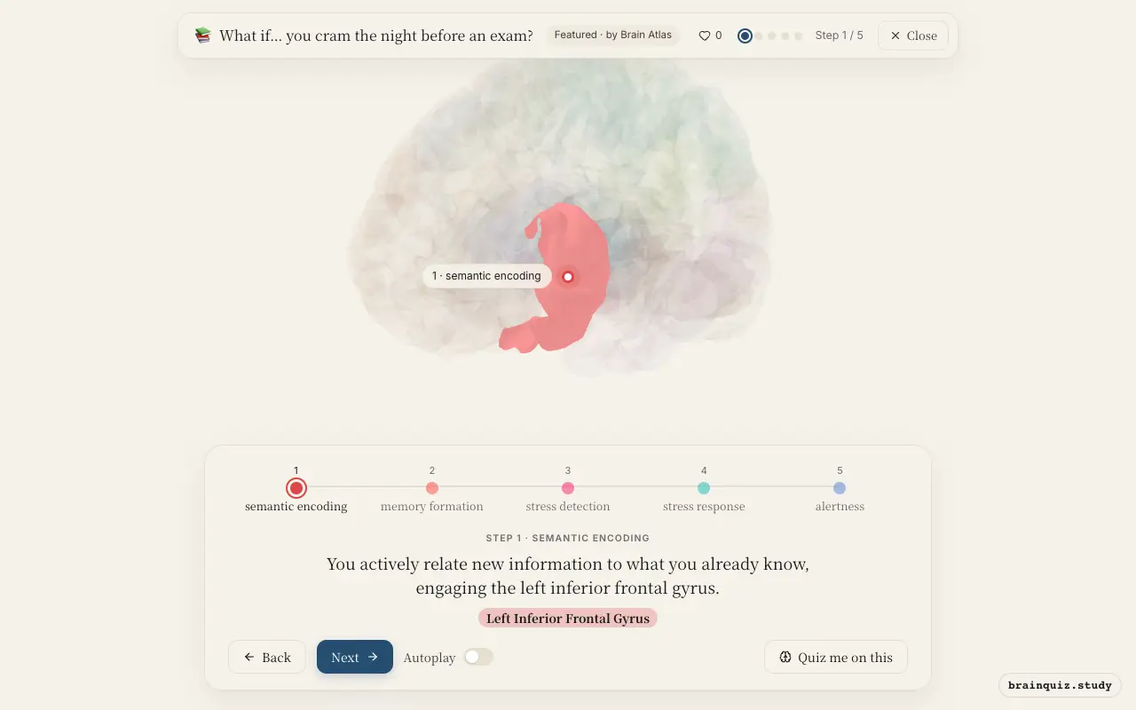 Step 1 of what happens in your brain when you cram the night before an exam: Left Inferior Frontal Gyrus lit on the Brain Atlas 3D brain