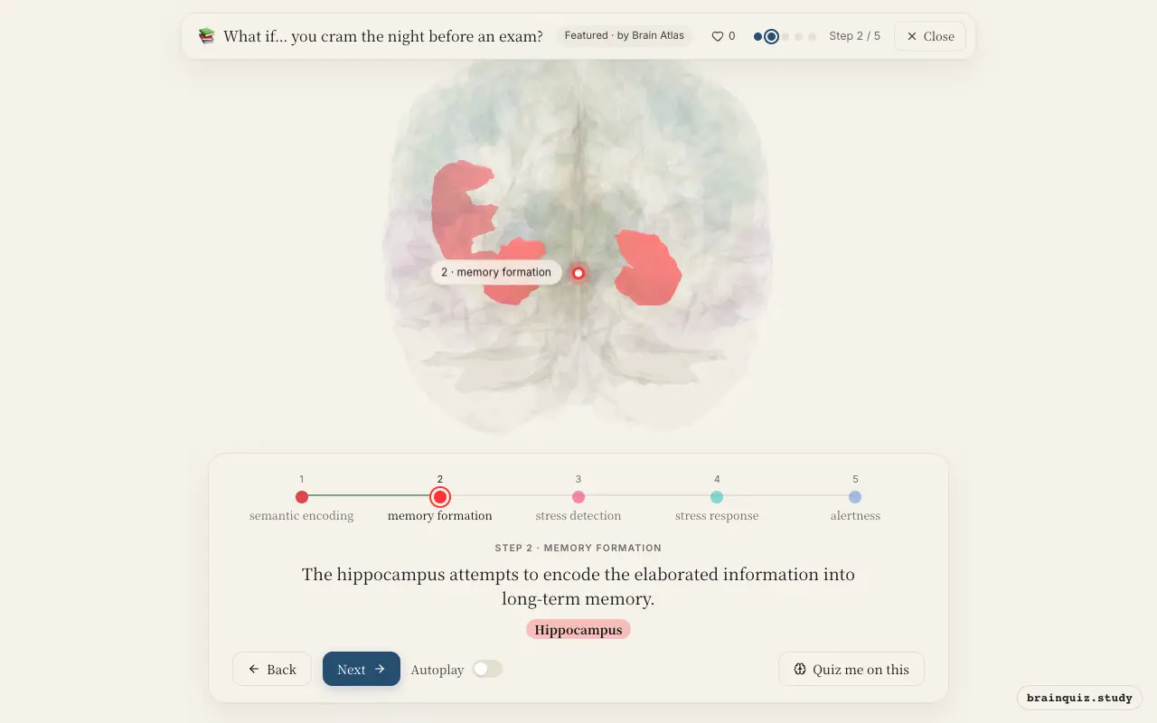 Step 2 of what happens in your brain when you cram the night before an exam: Left Inferior Frontal Gyrus, Hippocampus lit on the Brain Atlas 3D brain