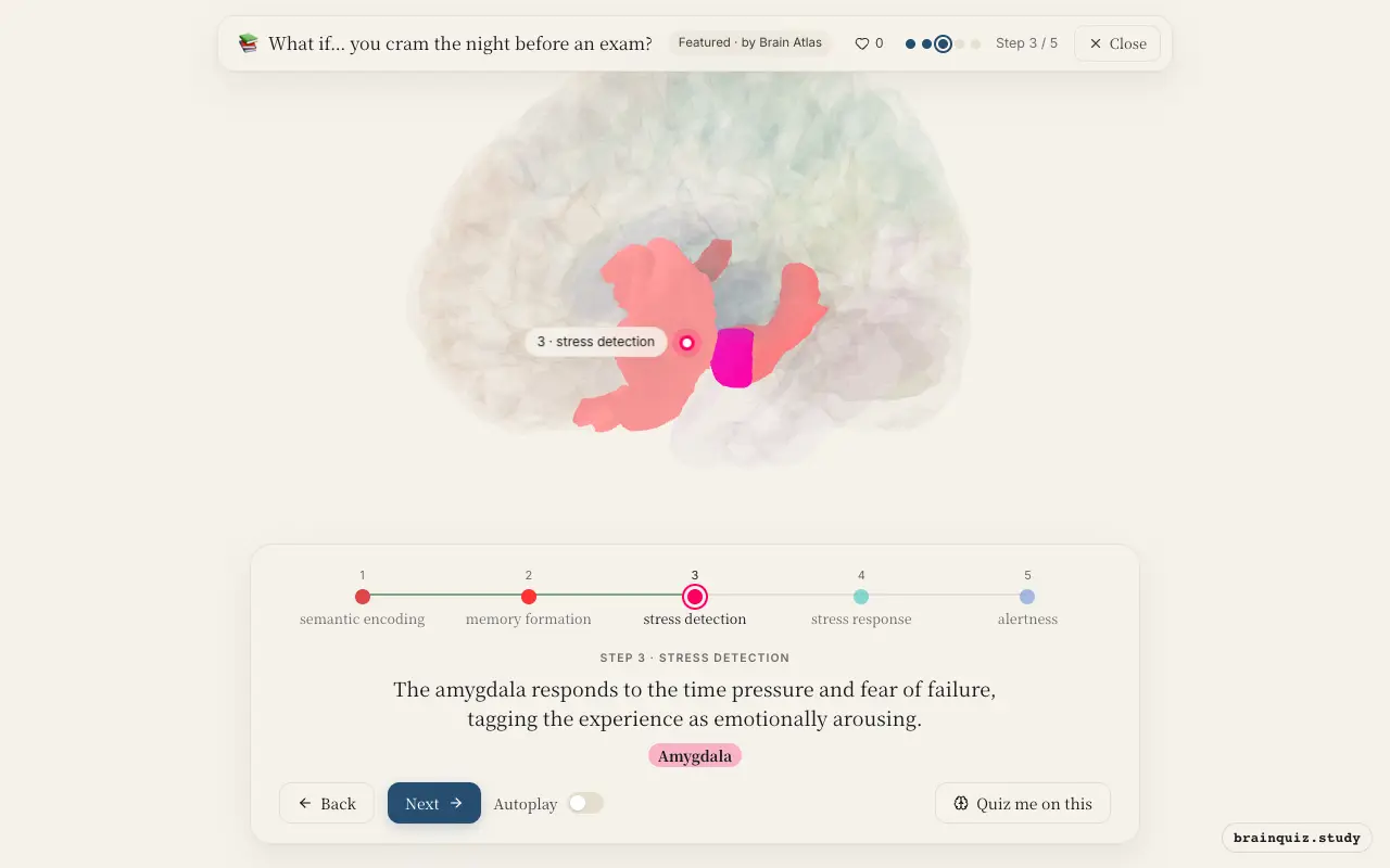 Step 3 of what happens in your brain when you cram the night before an exam: Left Inferior Frontal Gyrus, Hippocampus, Amygdala lit on the Brain Atlas 3D brain