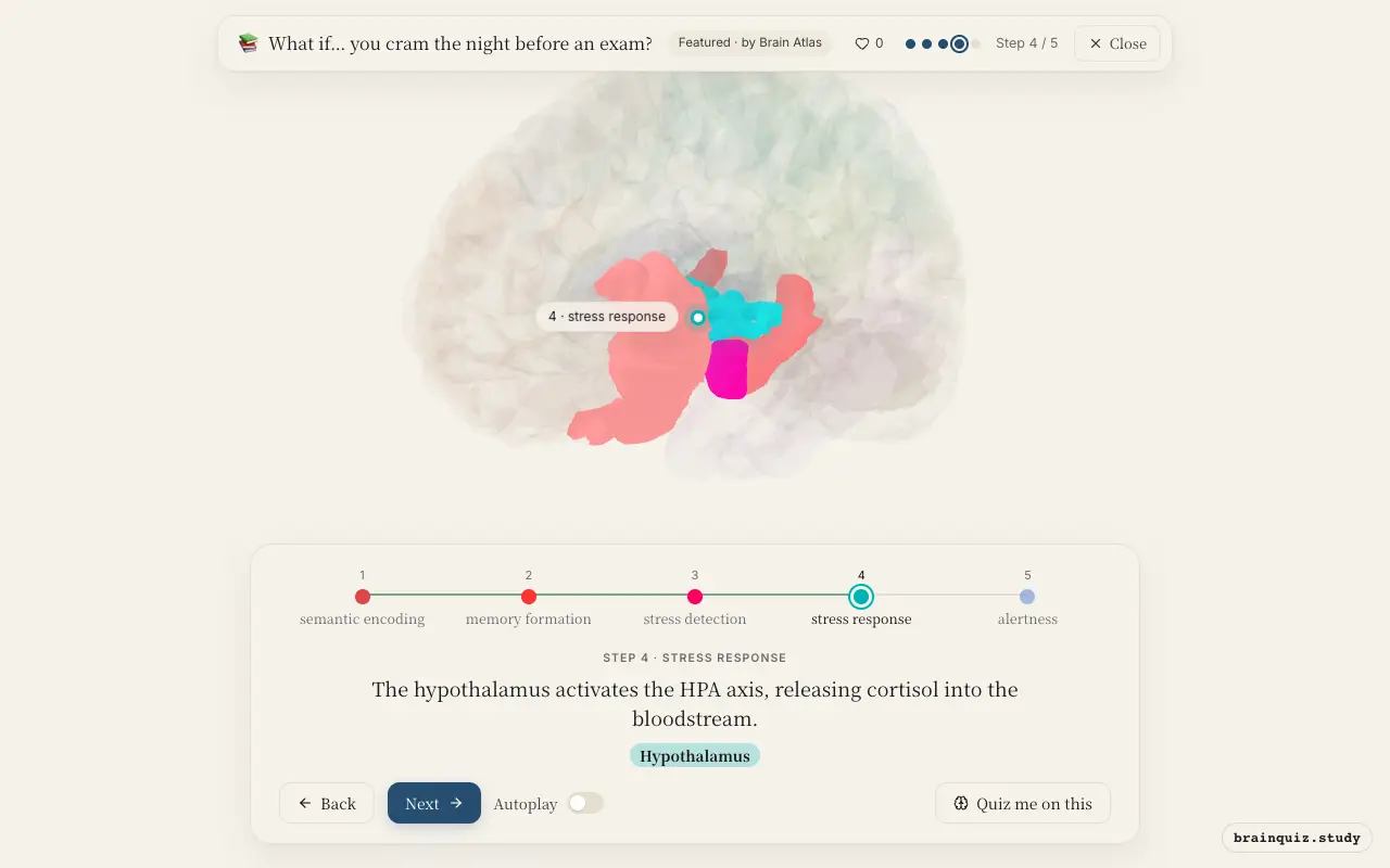 Step 4 of what happens in your brain when you cram the night before an exam: Left Inferior Frontal Gyrus, Hippocampus, Amygdala, Hypothalamus lit on the Brain Atlas 3D brain