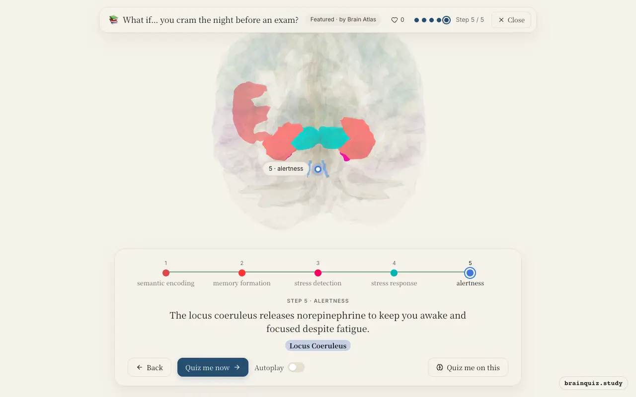 Left Inferior Frontal Gyrus, Hippocampus, Amygdala, Hypothalamus, Locus Coeruleus lit up on the Brain Atlas 3D brain: what happens in your brain when you cram the night before an exam