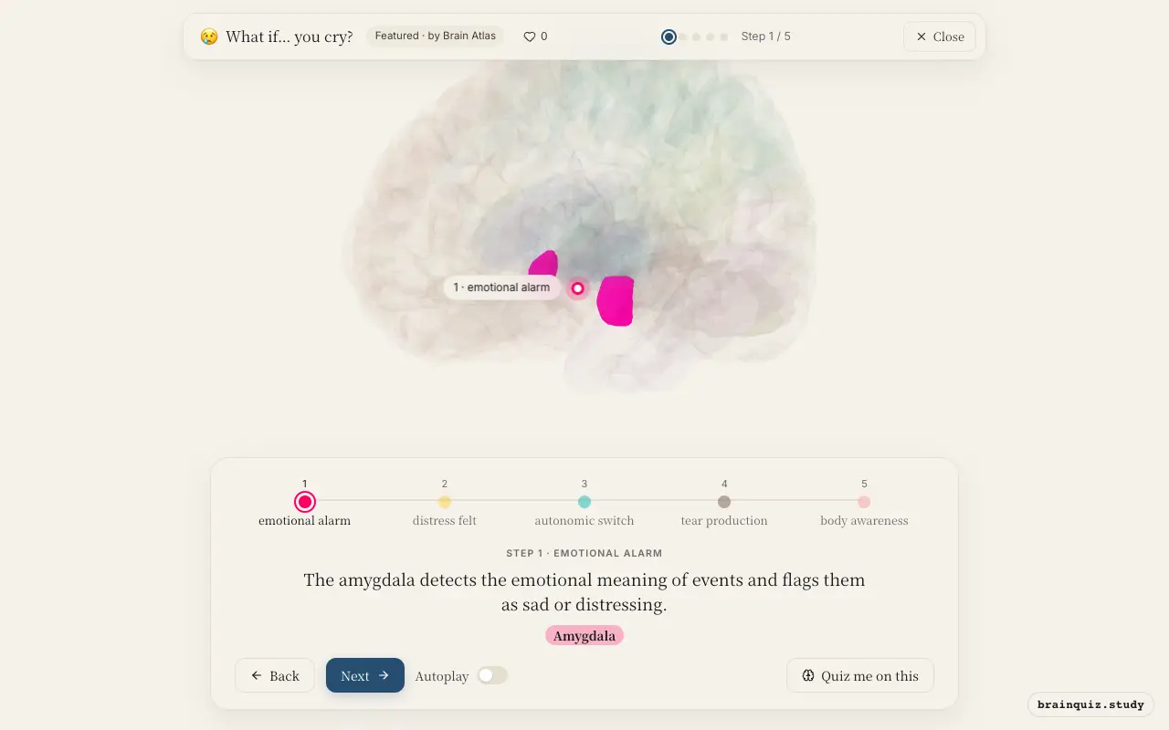 Step 1 of what happens in your brain when you cry: Amygdala lit on the Brain Atlas 3D brain