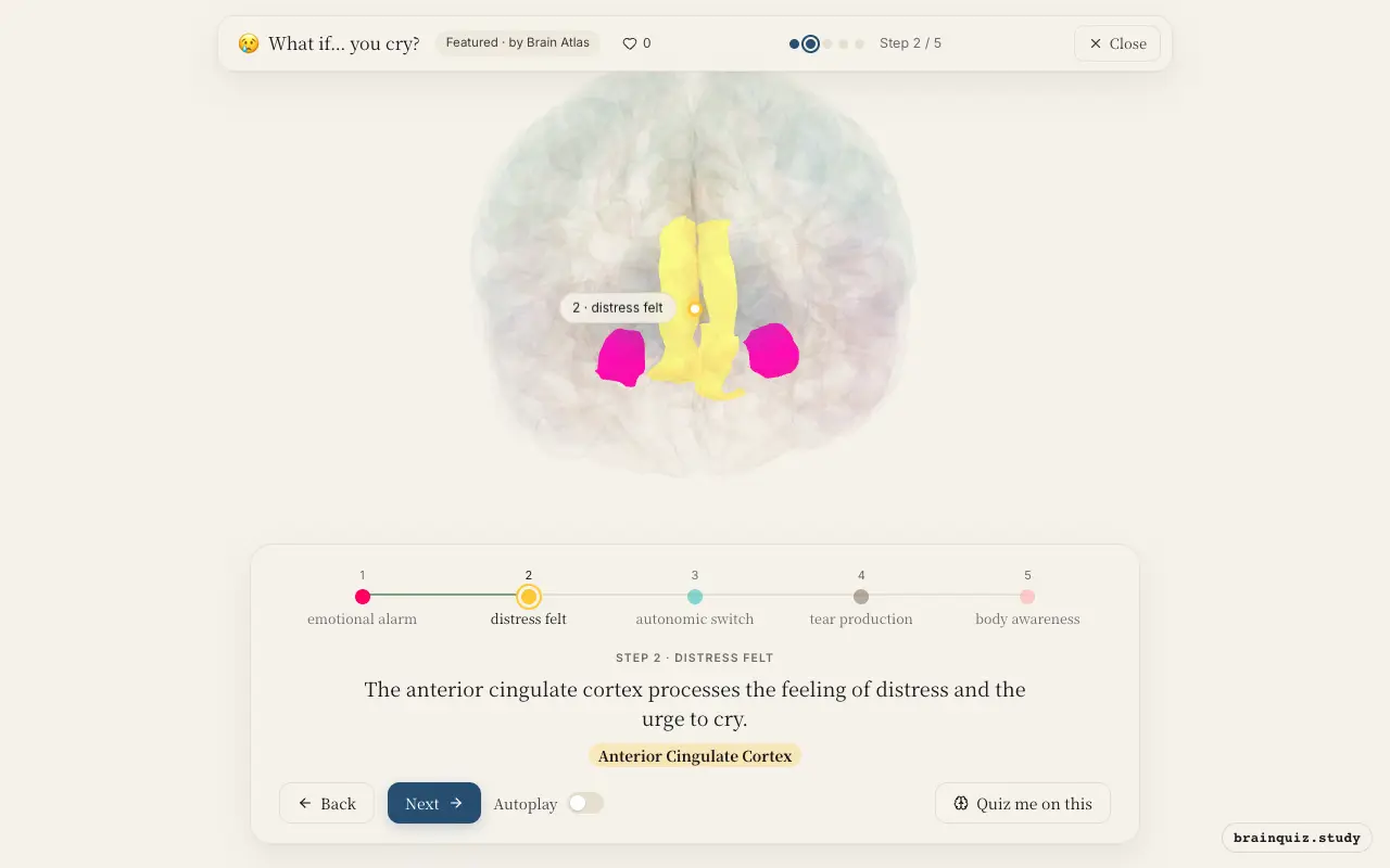 Step 2 of what happens in your brain when you cry: Amygdala, Anterior Cingulate Cortex lit on the Brain Atlas 3D brain